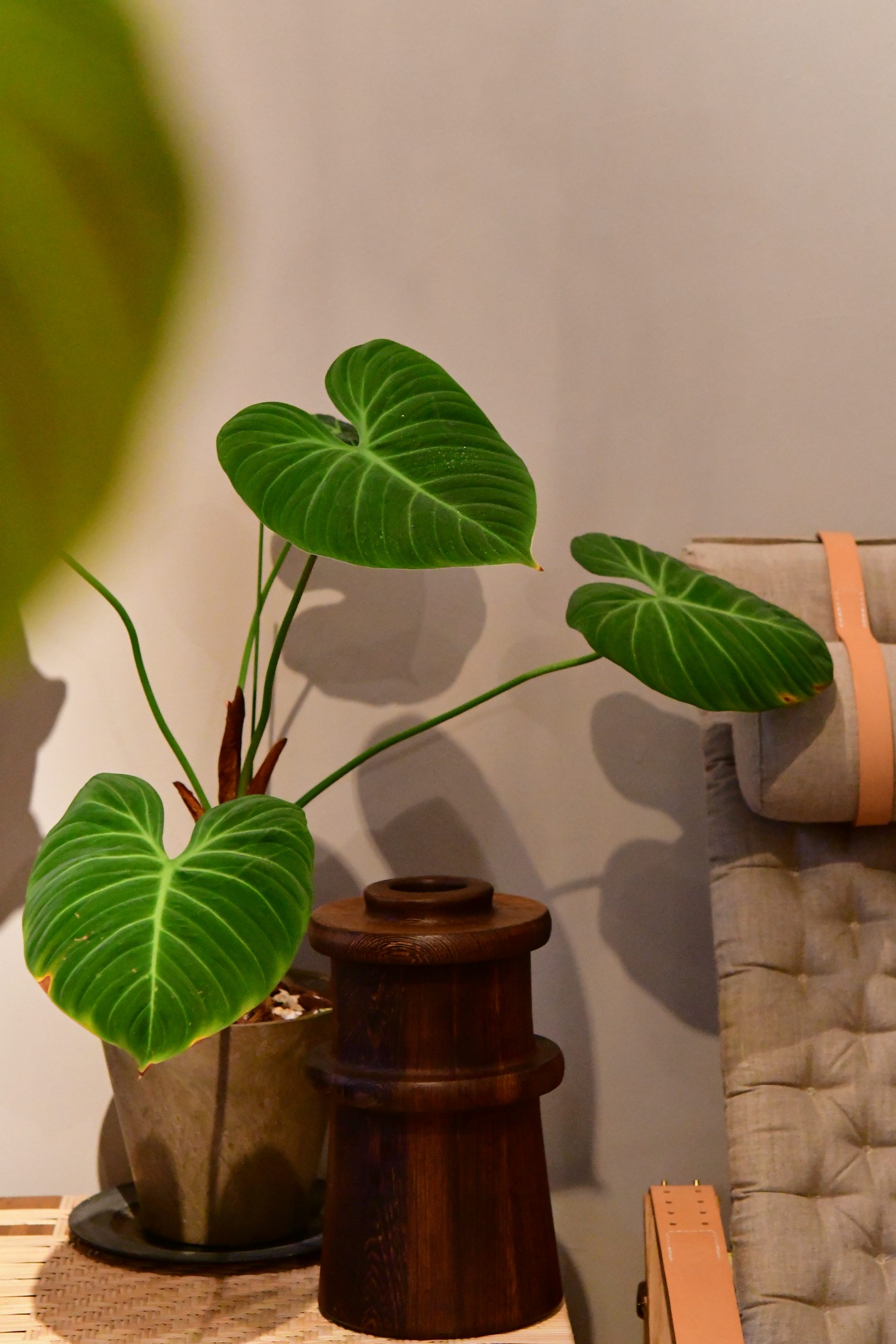 オーガニックな抽象画、観葉植物、ランプがある壁